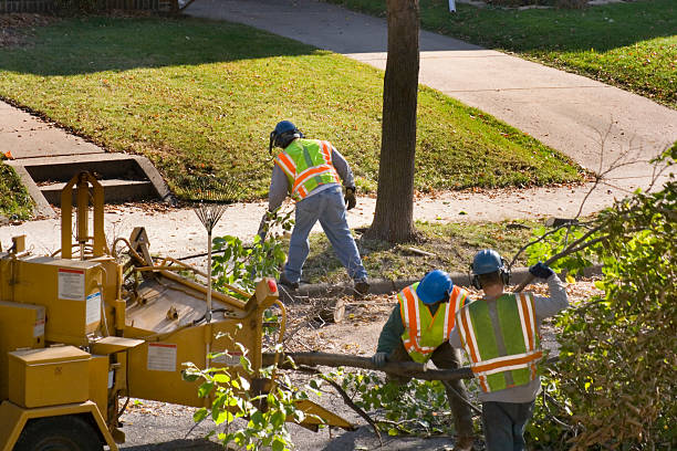 How Our Tree Care Process Works  in  Puxico, MO